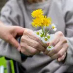 Elderly care - hands, bouquet Close up picture of elderly woman with dementia holding flower bouquet given by caretaker - hands